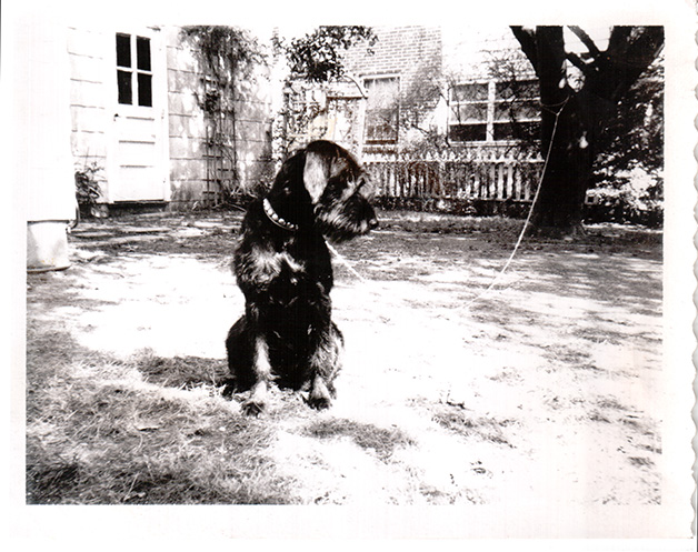 Lizzie in our backyard